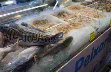 Vigilância Sanitária orienta sobre compra de pescado na Semana Santa